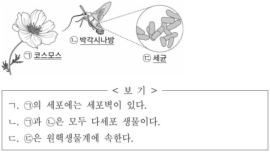 그림은 코스모스를 향해 날아가는 박각시나방과 박각시나방에 있는 세균을 나타낸 것이다. ㉠ ~ ㉢은 각각 동물계, 식물계, 원핵생물계 중 하나에 속한다. 이에 대한 옳은 설명만을 <보기>에서 있는 대로 고른 것은?