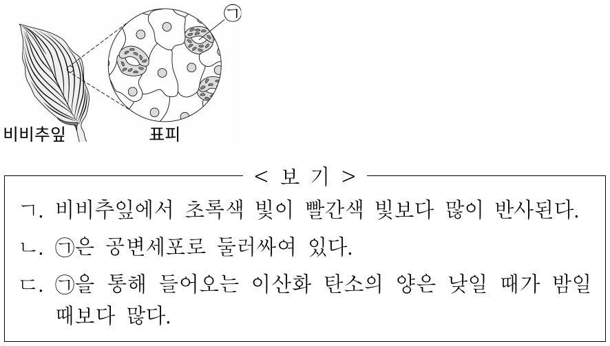 그림은 낮에 학교 화단에서 관찰한 초록색 비비추잎의 표피를 나타낸 것이다. ㉠은 기체가 드나드는 통로이다. 이에 대한 옳은 설명만을 <보기>에서 있는 대로 고른 것은?