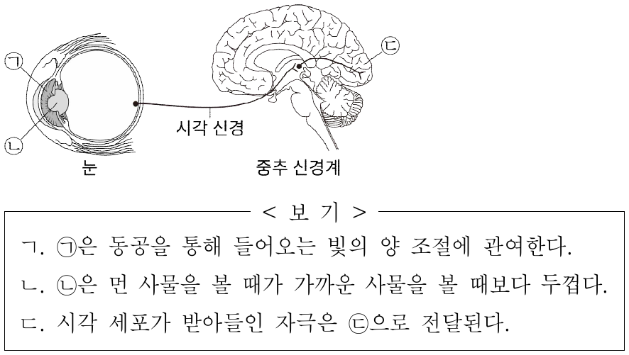 그림은 사람의 눈과 중추 신경계가 시각 신경으로 연결된 모습을 나타낸 것이다. ㉠ ~ ㉢은 각각 대뇌, 홍채, 수정체 중 하나이다. 이에 대한 옳은 설명만을 <보기>에서 있는 대로 고른 것은?