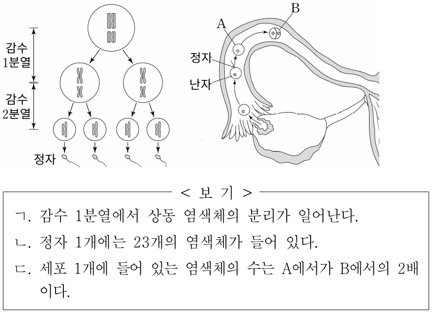 그림은 사람의 몸에서 정자가 형성되는 과정과 수정란 A가 분열하여 B가 형성되는 과정을 나타낸 것이다. 사람의 체세포 1개에는 46개의 염색체가 들어 있으며, 정자 형성 과정에서는 일부 염색체만 나타내었다. 이에 대한 옳은 설명만을 <보기>에서 있는 대로 고른 것은? (단, 돌연변이는 고려하지 않는다.)