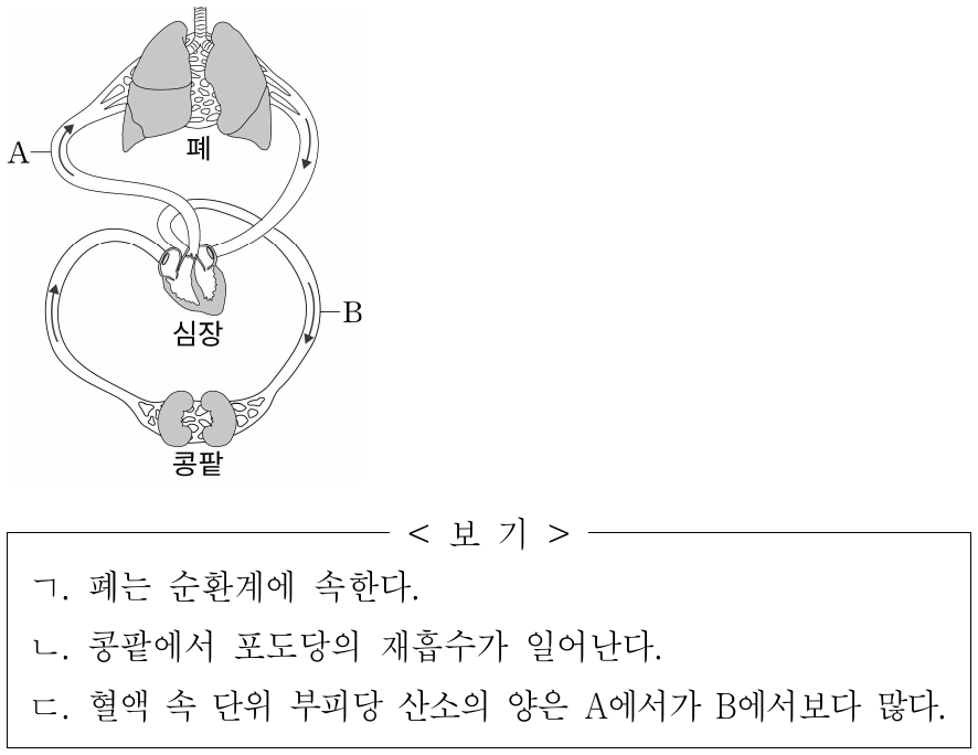 그림은 사람의 혈액 순환 경로 중 일부를 나타낸 것이다. A와 B는 모두 동맥이다. 이에 대한 옳은 설명만을 <보기>에서 있는 대로 고른 것은?