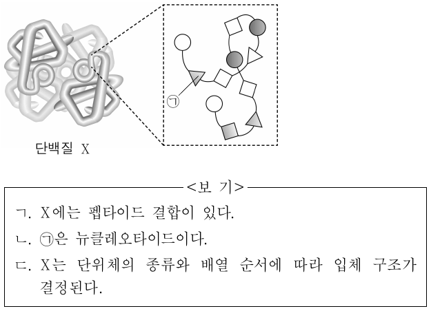 그림은 사람의 몸속에 있는 단백질 X의 구조를 나타낸 것이다. ㉠은 X를 구성하는 단위체이다. 이에 대한 설명으로 옳은 것만을 <보기>에서 있는 대로 고른 것은?