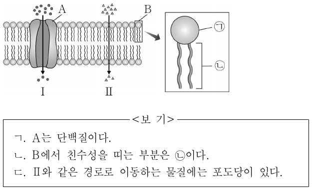 그림은 세포막의 구조와 세포막을 통한 물질 이동 경로 Ⅰ과 Ⅱ를 나타낸 것이다. A와 B는 각각 단백질과 인지질 중 하나이다. 이에 대한 설명으로 옳은 것만을 <보기>에서 있는 대로 고른 것은?