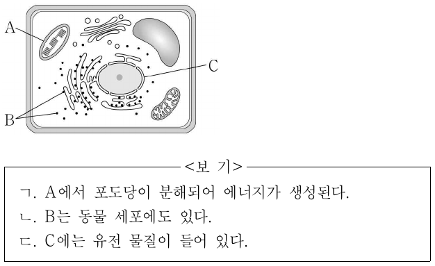 그림은 식물 세포의 구조를 나타낸 것이다. A~C는 각각 핵, 엽록체, 라이보솜 중 하나이다. 이에 대한 설명으로 옳은 것만을 <보기>에서 있는 대로 고른 것은?