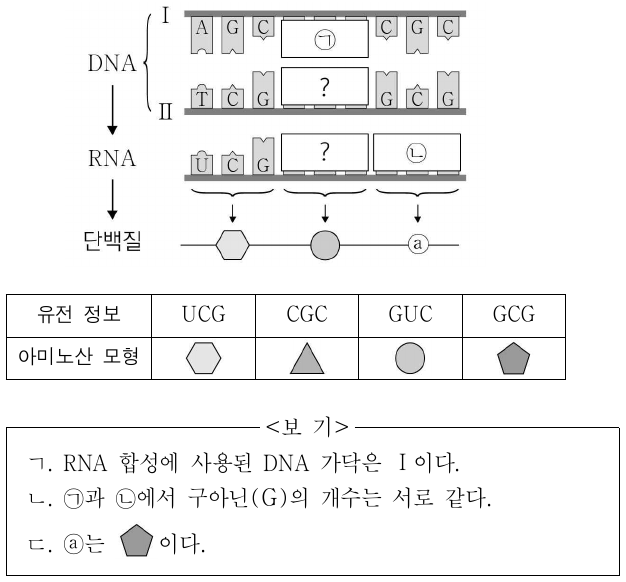 그림은 세포 내 유전 정보의 흐름을, 표는 유전 정보에 의해 지정되는 아미노산을 모형으로 나타낸 것이다. Ⅰ과 Ⅱ는 하나의 DNA를 구성하는 각 가닥이며, ㉠과 ㉡은 각각 3개의 염기로 구성되어 있다. 이에 대한 설명으로 옳은 것만을 <보기>에서 있는 대로 고른 것은? (단, 돌연변이는 고려하지 않는다.)