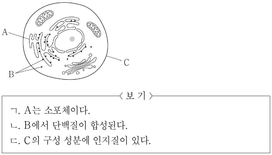 그림은 동물 세포의 구조를 나타낸 것이다. A, B, C는 각각 라이보솜, 세포막, 소포체 중 하나이다. 이에 대한 설명으로 옳은 것만을 <보기>에서 있는 대로 고른 것은?