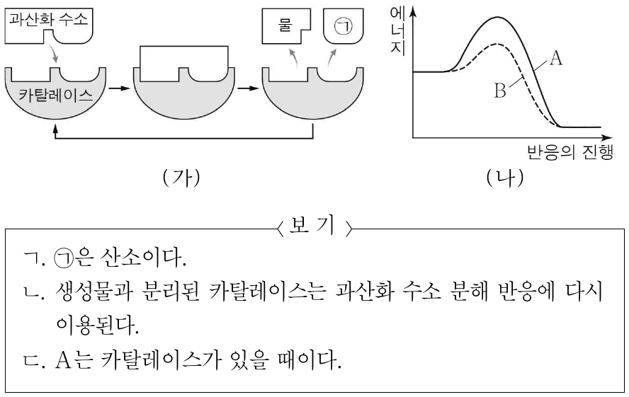 그림 (가)는 카탈레이스에 의한 과산화 수소 분해 반응을, (나)는 과산화 수소 분해 반응에서 카탈레이스가 있을 때와 없을 때의 에너지 변화를 나타낸 것이다. ㉠은 생성물이고, A와 B는 카탈레이스가 있을 때와 없을 때를 순서 없이 나타낸 것이다. 이에 대한 설명으로 옳은 것만을 <보기>에서 있는 대로 고른 것은?