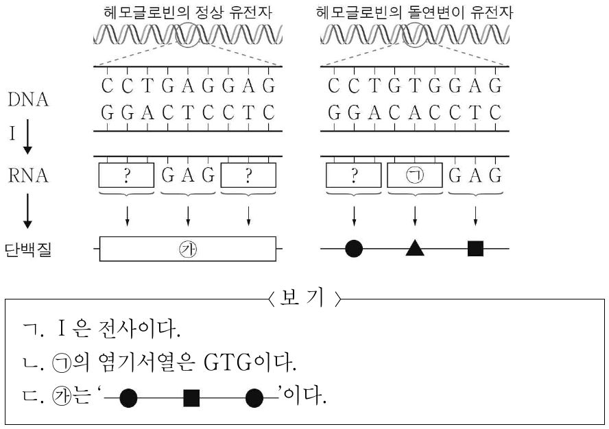 그림은 사람에서 헤모글로빈의 정상 유전자와 돌연변이 유전자로부터 각각 단백질이 만들어지는 유전정보의 흐름을 나타낸 것이다. Ⅰ은 번역과 전사 중 하나이고, ●, ▲, ■는 서로 다른 종류의 아미노산이다. 이에 대한 설명으로 옳은 것만을 <보기>에서 있는 대로 고른 것은? (단, 제시된 돌연변이 이외의 돌연변이는 고려하지 않는다.)