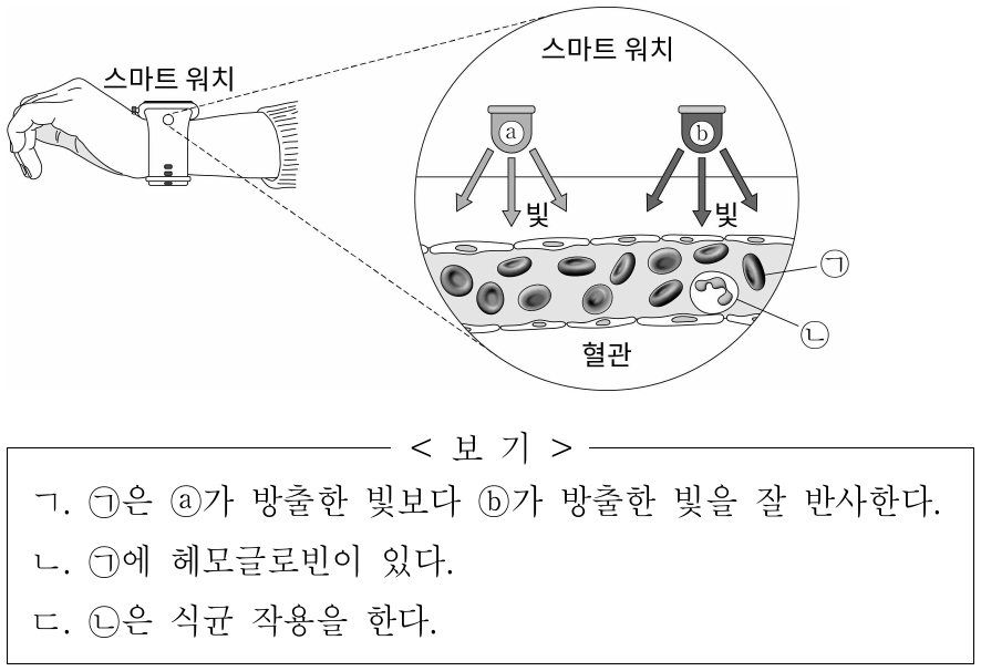 그림은 스마트 워치의 광원 ⓐ, ⓑ와 손목의 혈관을 나타낸 것이다. ⓐ는 초록색 빛을, ⓑ는 빨간색 빛을 방출한다. ㉠과 ㉡ 중 하나는 백혈구이고 다른 하나는 적혈구이며, ㉠은 산소 운반을 담당한다. 이에 대한 옳은 설명만을 <보기>에서 있는 대로 고른 것은?
