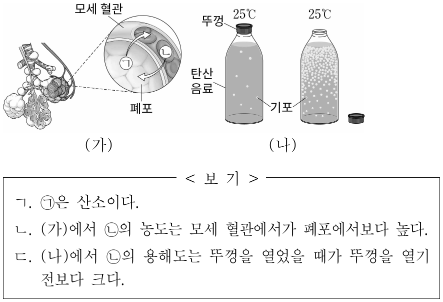 그림 (가)는 폐포와 모세 혈관 사이에서의 기체 교환을, (나)는 25℃에서 ㉡이 용해된 탄산음료의 뚜껑을 열기 전과 후를 나타낸 것이다. 뚜껑을 열었을 때 ㉡이 기포로 격렬히 빠져나왔다. ㉠과 ㉡ 중 하나는 산소이고 다른 하나는 이산화 탄소이다. 이에 대한 옳은 설명만을 <보기>에서 있는 대로 고른 것은?
