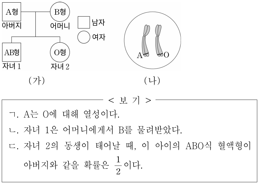 그림 (가)는 어느 가족의 ABO식 혈액형에 대한 가계도이고, (나)는 아버지의 ABO식 혈액형을 결정하는 유전자와 염색체를 나타낸 것이다. ABO식 혈액형을 결정하는 대립유전자에는 A, B, O가 있다. 이에 대한 옳은 설명만을 <보기>에서 있는 대로 고른 것은?