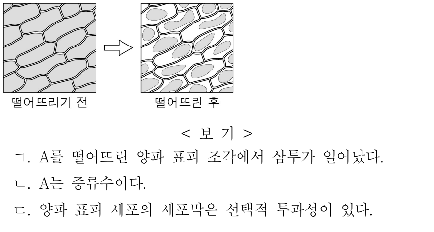 그림은 양파 표피 조각에 물질 A를 떨어뜨리기 전과 떨어뜨린 후의 모습을 나타낸 것이다. A는 증류수와 20% 설탕물 중 하나이다. 이에 대한 옳은 설명만을 <보기>에서 있는 대로 고른 것은?