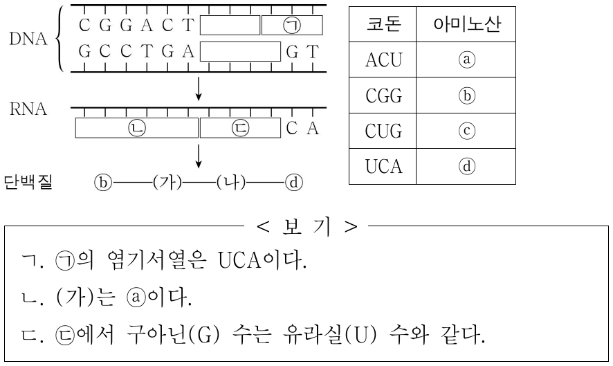 그림은 세포 내 유전정보의 흐름을, 표는 일부 코돈이 지정하는 아미노산을 나타낸 것이다. ㉡에서 사이토신(C) 수와 구아닌(G) 수의 합은 ㉢에서 사이토신(C) 수와 구아닌(G) 수의 합의 2배이고, (가)와 (나)는 각각 ⓐ ~ ⓓ 중 하나이다. 이에 대한 옳은 설명만을 <보기>에서 있는 대로 고른 것은? (단, 제시된 코돈 이외의 코돈과 돌연변이는 고려하지 않는다.)