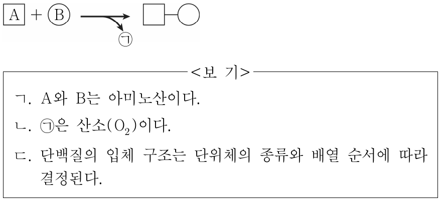 그림은 A와 B의 펩타이드결합이 형성되는 과정을 나타낸 것이다. A와 B는 단백질의 단위체이다. 이에 대한 설명으로 옳은 것만을 <보기>에서 있는 대로 고른 것은?