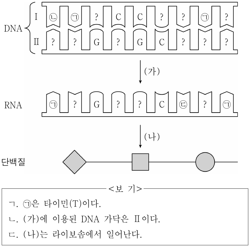 그림은 세포에서 일어나는 유전 정보의 흐름을 나타낸 것이다. Ⅰ과 Ⅱ는 하나의 DNA를 구성하는 각 가닥이며, (가)와 (나)는 각각 번역과 전사 중 하나이다. ㉠, ㉡, ㉢은 아데닌(A), 유라실(U), 타이민(T)을 순서 없이 나타낸 것이다. 이에 대한 설명으로 옳은 것만을 <보기>에서 있는 대로 고른 것은? (단, 돌연변이는 고려하지 않는다.)