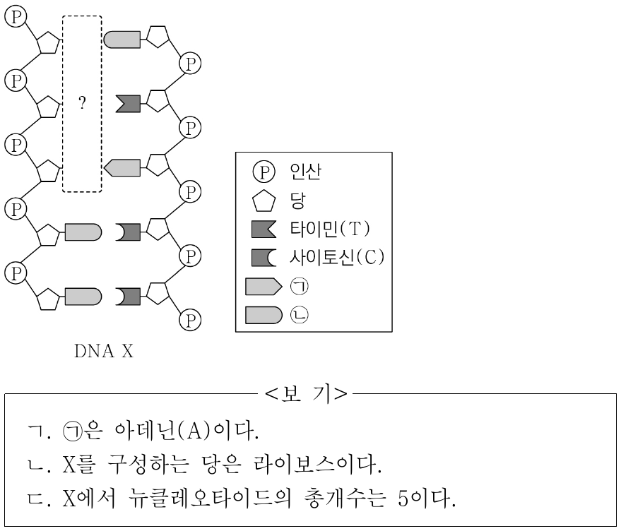 그림은 염기쌍이 5개인 DNA X의 구조를 나타낸 것이다. ㉠과 ㉡은 구아닌(G)과 아데닌(A)을 순서 없이 나타낸 것이다. 이에 대한 설명으로 옳은 것만을 <보기>에서 있는 대로 고른 것은? (단, 돌연변이는 고려하지 않는다.)