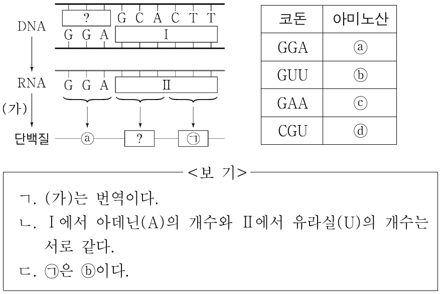 그림은 어떤 세포에서 일어나는 유전정보의 흐름을, 표는 일부 코돈이 지정하는 아미노산을 나타낸 것이다. (가)는 전사와 번역 중 하나이다. 이에 대한 설명으로 옳은 것만을 <보기>에서 있는 대로 고른 것은? (단, 돌연변이는 고려하지 않는다.)