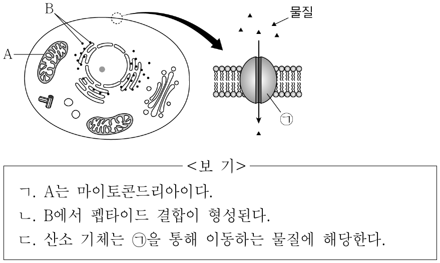 그림은 어떤 사람의 세포와 세포막의 구조를 나타낸 것이다. A와 B는 라이보솜과 마이토콘드리아를 순서 없이 나타낸 것이다. ㉠은 인지질과 단백질 중 하나이고, 물질의 이동에 관여한다. 이에 대한 설명으로 옳은 것만을 <보기>에서 있는 대로 고른 것은?