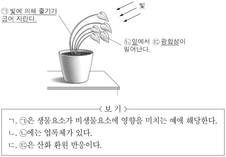 다음은 어떤 식물에서 나타나는 현상에 대한 자료이다. 이에 대한 설명으로 옳은 것만을 <보기>에서 있는 대로 고른 것은?