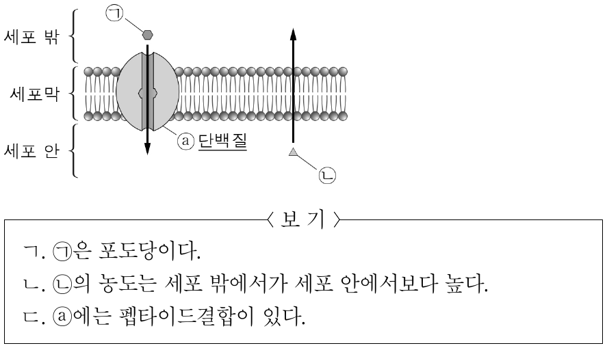그림은 세포막을 통해 물질 ㉠과 ㉡이 확산하는 방향을 나타낸 것이다. ㉠과 ㉡은 이산화 탄소와 포도당을 순서 없이 나타낸 것이다. 이에 대한 설명으로 옳은 것만을 <보기>에서 있는 대로 고른 것은?