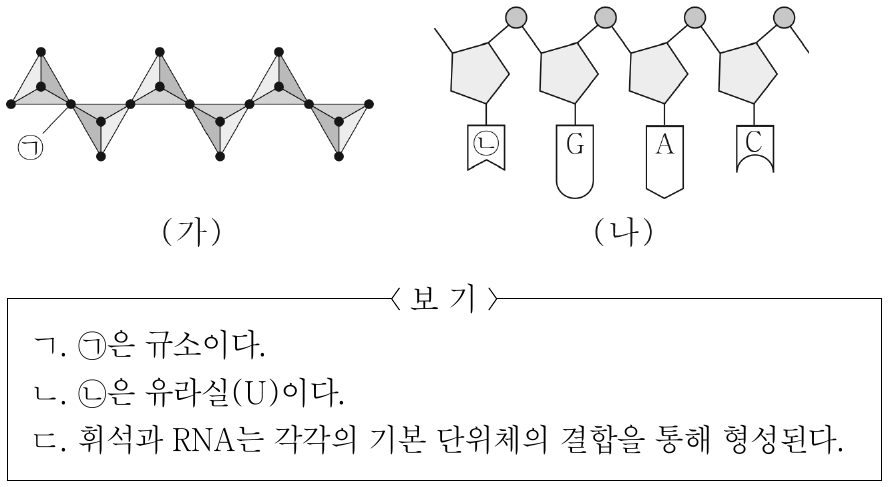 그림 (가)는 규산염 광물인 휘석의 결합 구조를, (나)는 생명체를 구성하는 RNA의 구조를 나타낸 것이다. ㉠은 규소와 산소 중 하나이고, ㉡은 타이민(T)과 유라실(U) 중 하나이다. 이에 대한 설명으로 옳은 것만을 <보기>에서 있는 대로 고른 것은? (단, 돌연변이는 고려하지 않는다.)