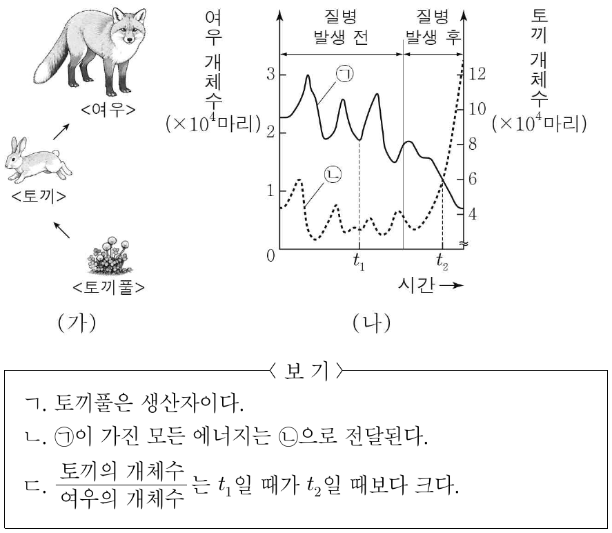 그림 (가)는 어떤 생태계에서 세 개체군 사이의 먹이사슬을, (나)는 이 생태계에서 ㉠에서만 전염되는 질병이 발생하기 전과 발생한 후의 ㉠과 ㉡의 개체수 변화를 나타낸 것이다. ㉠과 ㉡은 각각 여우와 토끼 중 하나이다. 이에 대한 설명으로 옳은 것만을 <보기>에서 있는 대로 고른 것은? (단, 제시된 조건 이외는 고려하지 않는다.)