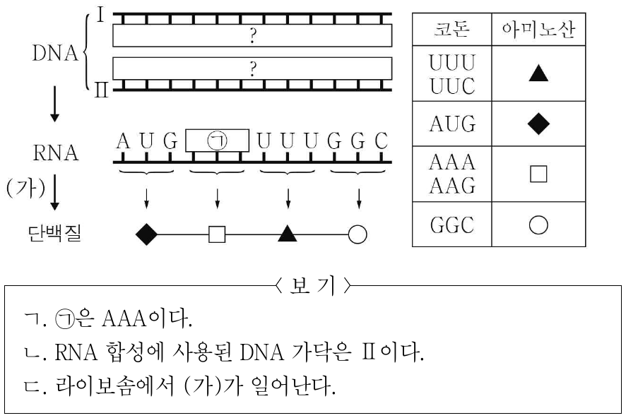 그림은 세포에서 일어나는 유전정보의 흐름을, 표는 일부 코돈이 지정하는 아미노산을 나타낸 것이다. 서로 상보적인 단일 가닥 Ⅰ과 Ⅱ로 구성된 DNA의 각 가닥은 12개의 염기로 구성되어 있다. Ⅱ에서 아데닌(A)의 개수는 3개이고, ㉠은 3개의 염기로 구성되어 있다. 과정 (가)는 번역과 전사 중 하나이다. 이에 대한 설명으로 옳은 것만을 <보기>에서 있는 대로 고른 것은? (단, 제시된 코돈 이외의 코돈과 돌연변이는 고려하지 않는다.)