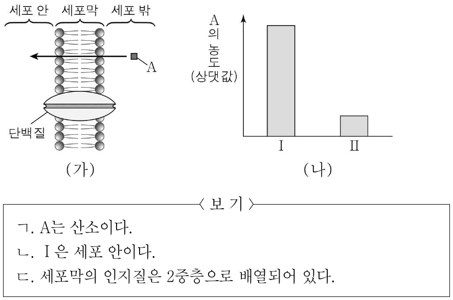그림 (가)는 물질 A가 세포막의 인지질을 통해 확산하는 방향을, (나)는 (가)의 세포 안과 세포 밖에서 A의 농도를 나타낸 것이다. A는 산소와 포도당 중 하나이고, Ⅰ과 Ⅱ는 세포 안과 세포 밖을 순서 없이 나타낸 것이다. 이에 대한 설명으로 옳은 것만을 <보기>에서 있는 대로 고른 것은?