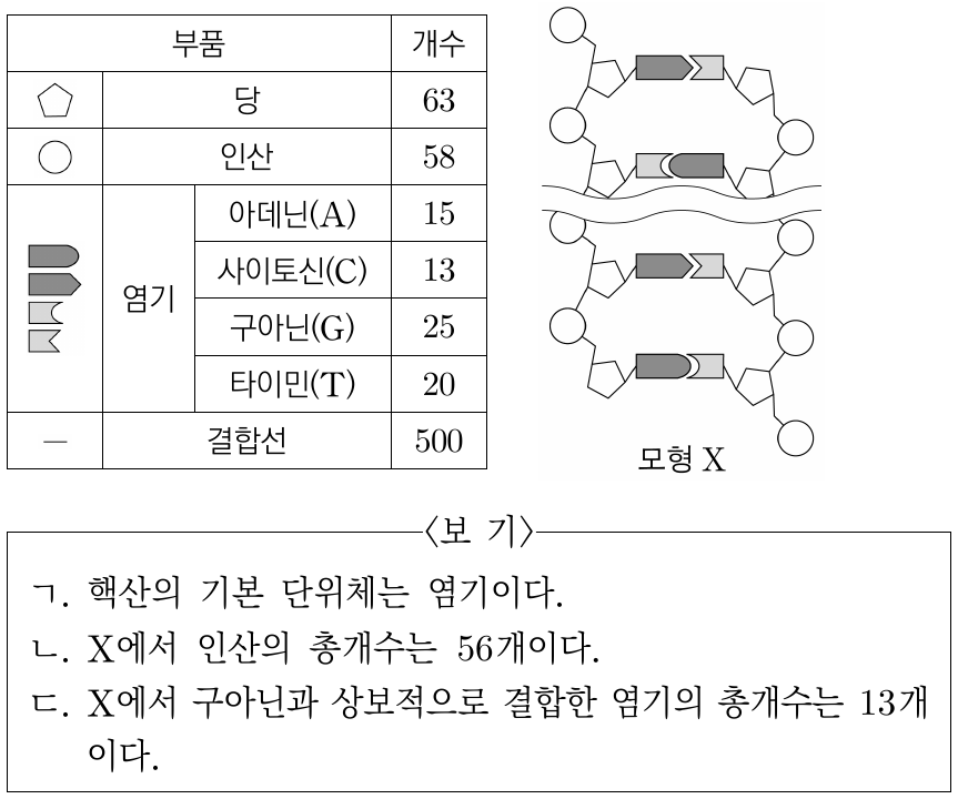 표는 이중나선구조 DNA의 모형을 만들기 위해 준비한 당, 인산, 염기, 결합선 부품 각각의 개수를, 그림은 완성된 DNA 모형 X를 나타낸 것이다. X는 표의 부품으로 만들 수 있는 정상적인 이중나선구조 DNA 모형 중 뉴클레오타이드의 수가 가장 많은 모형이다. 이에 대한 설명으로 옳은 것만을 <보기>에서 있는 대로 고른 것은?