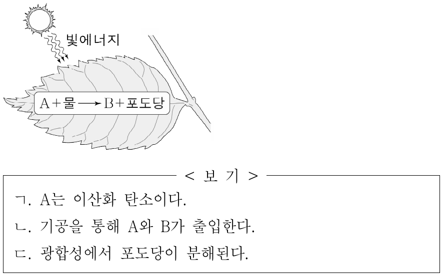 그림은 식물의 잎에서 일어나는 광합성을 나타낸 것이다. A와 B는 각각 산소와 이산화 탄소 중 하나이다. 이에 대한 옳은 설명만을 <보기>에서 있는 대로 고른 것은?