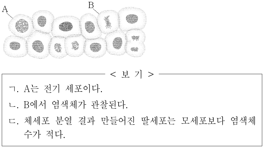 그림은 어떤 동물에서 체세포 분열이 일어나고 있는 여러 세포를 나타낸 것이다. A와 B는 각각 전기 세포와 중기 세포 중 하나이다. 이에 대한 옳은 설명만을 <보기>에서 있는 대로 고른 것은? (단, 돌연변이는 고려하지 않는다.)