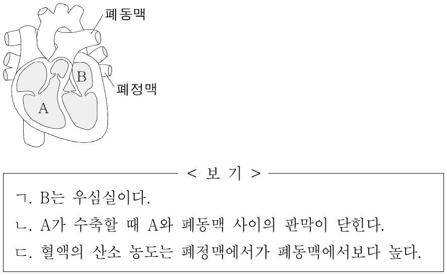 그림은 사람의 심장 구조를 나타낸 것이다. A와 B는 각각 우심실과 좌심방 중 하나이다. 이에 대한 옳은 설명만을 <보기>에서 있는 대로 고른 것은?