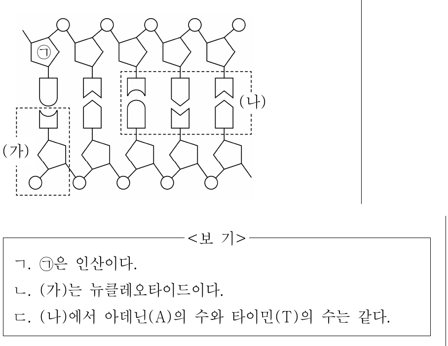 그림은 2중 나선 구조인 DNA의 일부를 나타낸 것이다. 이에 대한 설명으로 옳은 것만을 <보기>에서 있는 대로 고른 것은?