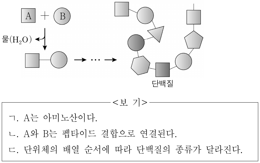 그림은 단위체의 결합으로 단백질이 형성되는 과정을 나타낸 것이다. 이에 대한 설명으로 옳은 것만을 <보기>에서 있는 대로 고른 것은?