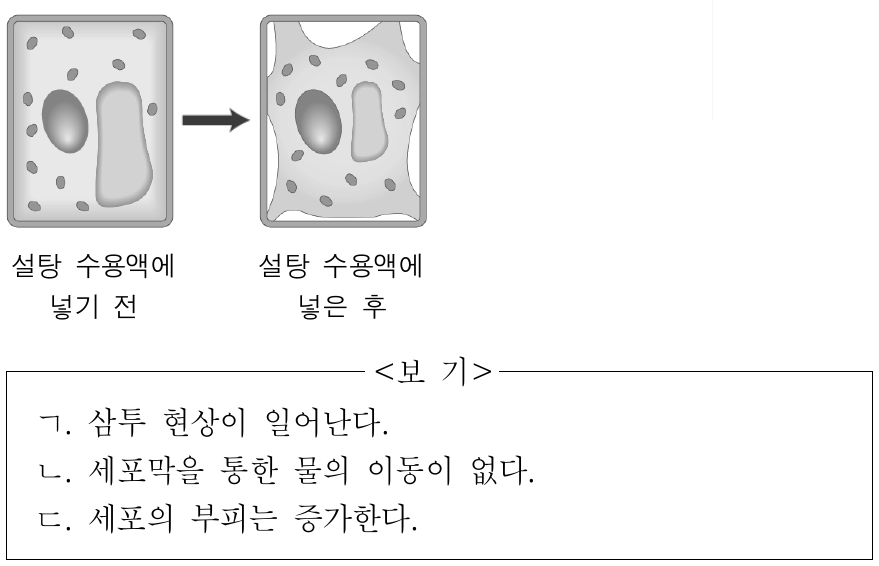 그림은 어떤 식물 세포를 설탕 수용액에 넣기 전과 넣은 후의 세포의 모습을 나타낸 것이다. 세포의 모습이 변하는 과정에 대한 설명으로 옳은 것만을 <보기>에서 있는 대로 고른 것은?