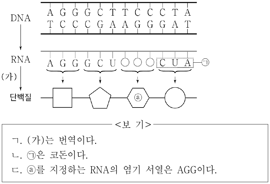 그림은 어떤 세포에서 일어나는 유전 정보의 흐름을 나타낸 것이다. (가)는 번역과 전사 중 하나이며, ⓐ는 단백질의 단위체이다. 이에 대한 설명으로 옳은 것만을 <보기>에서 있는 대로 고른 것은? (단, 돌연변이는 고려하지 않는다.)