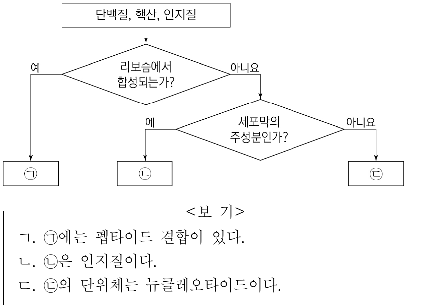 그림은 생명체를 구성하는 단백질, 핵산, 인지질을 구분하는 과정을 나타낸 것이다. 이에 대한 설명으로 옳은 것만을 <보기>에서 있는 대로 고른 것은?