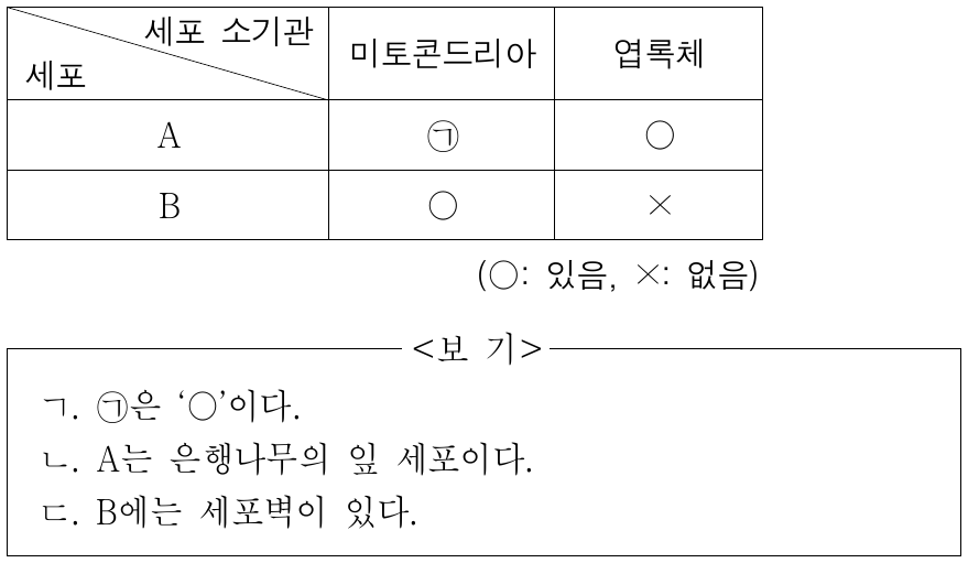 표는 세포 A와 B에서 세포 소기관의 유무를 나타낸 것이다. A와 B는 각각 은행나무의 잎 세포와 사람의 간 세포 중 하나이다. 이에 대한 설명으로 옳은 것만을 <보기>에서 있는 대로 고른 것은?