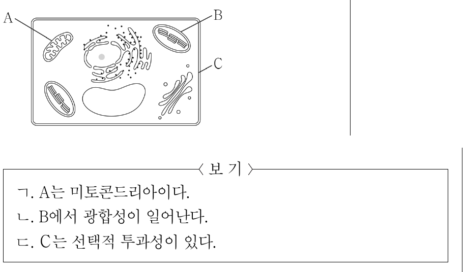 그림은 식물 세포의 구조를 나타낸 것이다. A ∼ C는 각각 세포막, 엽록체, 미토콘드리아 중 하나이다. 이에 대한 설명으로 옳은 것만을 <보기>에서 있는 대로 고른 것은?
