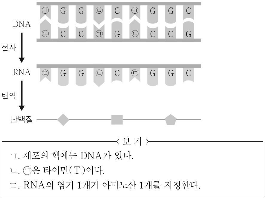 그림은 사람의 유전 정보 흐름을 나타낸 것이다. ㉠ ∼ ㉢은 각각 아데닌(A), 유라실(U), 타이민(T) 중 하나이다. 이에 대한 설명으로 옳은 것만을 <보기>에서 있는 대로 고른 것은? (단, 돌연변이는 고려하지 않는다.)