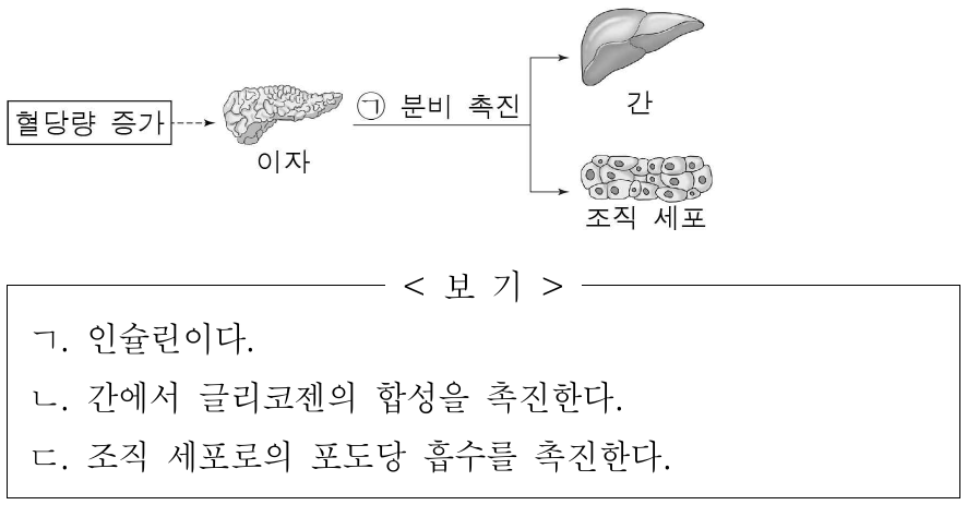 그림은 정상인에서 혈당량이 증가했을 때 일어나는 혈당량 조절 과정의 일부를 나타낸 것이다. ㉠은 글루카곤과 인슐린 중 하나이다. ㉠에 대한 옳은 설명만을 <보기>에서 있는 대로 고른 것은?