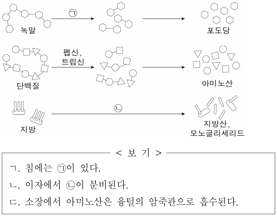 그림은 소화계에서 일어나는 영양소의 소화 과정을 나타낸 것이다. ㉠과 ㉡은 각각 라이페이스와 아밀레이스 중 하나이다. 이에 대한 옳은 설명만을 <보기>에서 있는 대로 고른 것은?