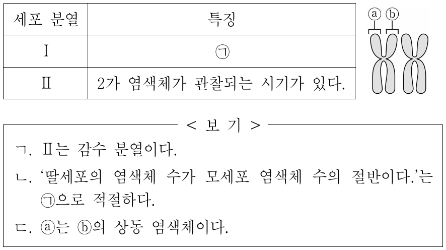 표는 사람에서 일어나는 세포 분열 Ⅰ과 Ⅱ의 특징을, 그림은 사람의 염색체 1쌍을 나타낸 것이다. Ⅰ과 Ⅱ 중 하나는 감수 분열이고, 나머지 하나는 체세포 분열이다. 이에 대한 옳은 설명만을 <보기>에서 있는 대로 고른 것은? (단, 돌연변이는 고려하지 않는다.)