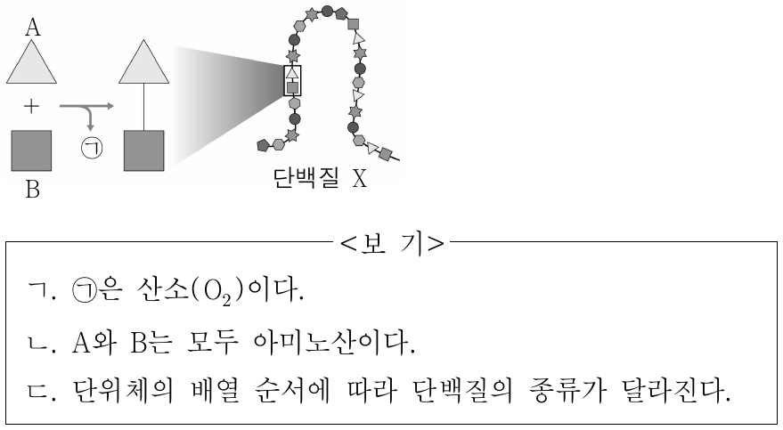그림은 단백질 X가 만들어질 때 단위체 A와 B가 결합하는 과정을 나타낸 것이다. 이에 대한 설명으로 옳은 것만을 <보기>에서 있는 대로 고른 것은?