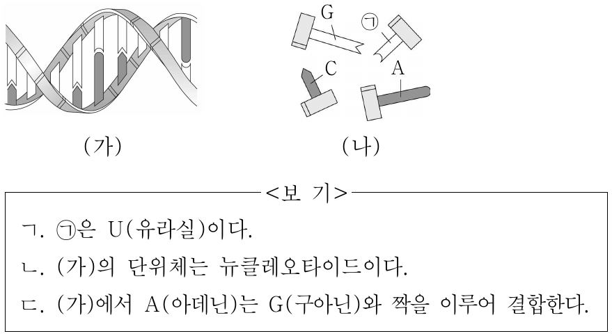 그림 (가)는 DNA 모형의 일부를, (나)는 DNA를 구성하는 단위체를 모형으로 나타낸 것이다. G는 구아닌, C는 사이토신, A는 아데닌이며, ㉠은 U(유라실)와 T(타이민) 중 하나이다. 이에 대한 설명으로 옳은 것만을 <보기>에서 있는 대로 고른 것은?
