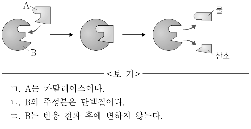 그림은 효소인 카탈레이스에 의한 과산화 수소 분해 반응을 모식적으로 나타낸 것이다. A와 B는 각각 카탈레이스와 과산화 수소 중 하나이다. 이에 대한 설명으로 옳은 것만을 <보기>에서 있는 대로 고른 것은?