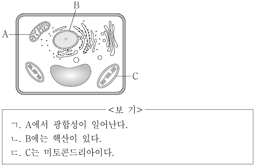 그림은 어떤 식물 세포의 구조를 나타낸 것이다. A~C는 각각 핵, 엽록체, 미토콘드리아 중 하나이다. 이에 대한 설명으로 옳은 것만을 <보기>에서 있는 대로 고른 것은?