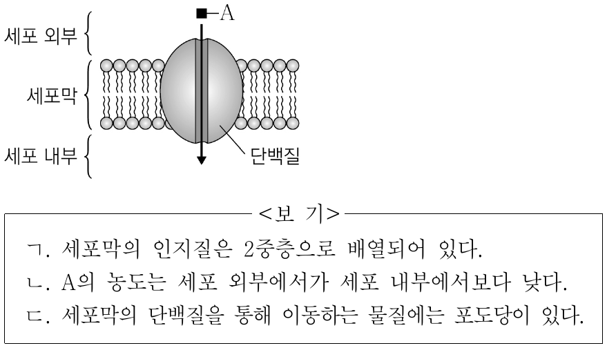 그림은 물질 A가 세포 외부에서 단백질을 통해 세포 내부로 확산하는 과정을 나타낸 것이다. 이에 대한 설명으로 옳은 것만을 <보기>에서 있는 대로 고른 것은?