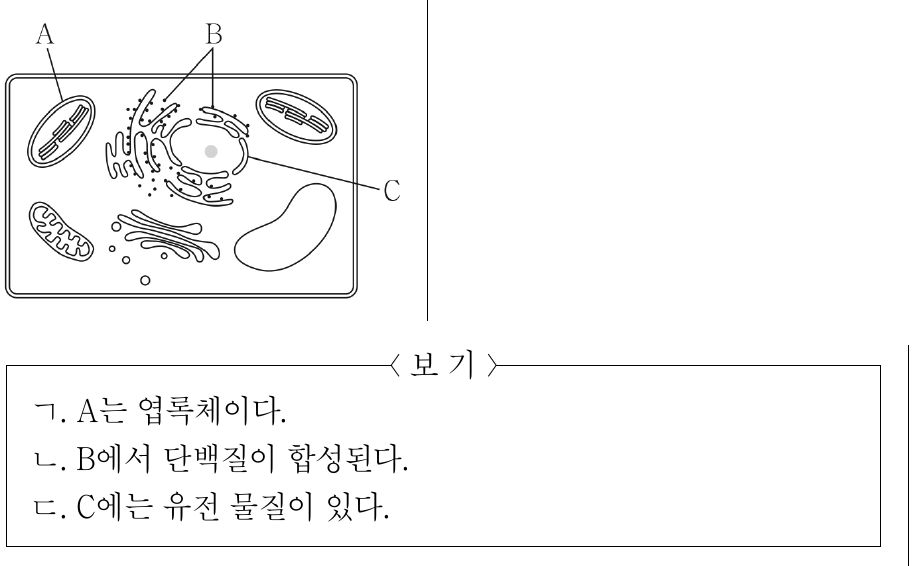 그림은 식물 세포의 구조를 나타낸 것이다. A ~ C는 각각 리보솜, 엽록체, 핵 중 하나이다. 이에 대한 설명으로 옳은 것만을 <보기>에서 있는 대로 고른 것은?
