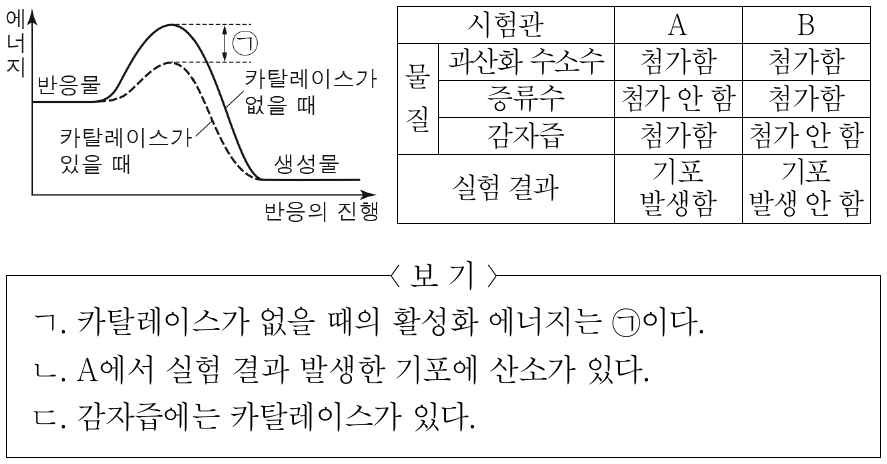 그림은 카탈레이스가 있을 때와 없을 때 과산화 수소 분해 반응에서의 에너지 변화를, 표는 과산화 수소 분해 반응 실험에서 시험관 A와 B의 물질 첨가 여부와 실험 결과를 나타낸 것이다. 이에 대한 설명으로 옳은 것만을 <보기>에서 있는 대로 고른 것은? (단, 제시된 조건 이외의 다른 조건은 동일하다.)
